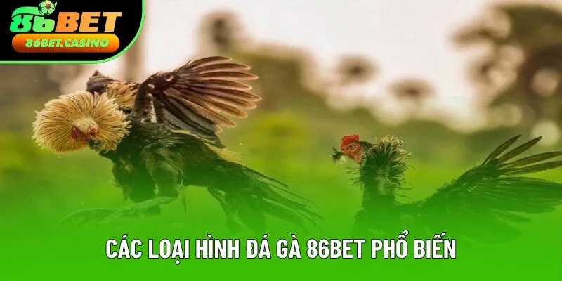 Các thể loại đá gà 86bet phổ biến nhất Các thể loại đá gà 86bet phổ biến nhất