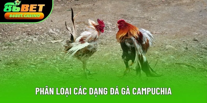 Phân loại các dạng đá gà Campuchia Phân loại các dạng đá gà Campuchia