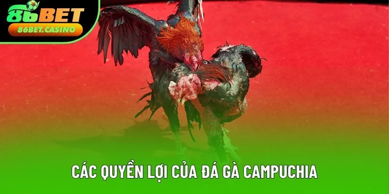 Các quyền lợi của đá gà Campuchia Các quyền lợi của đá gà Campuchia