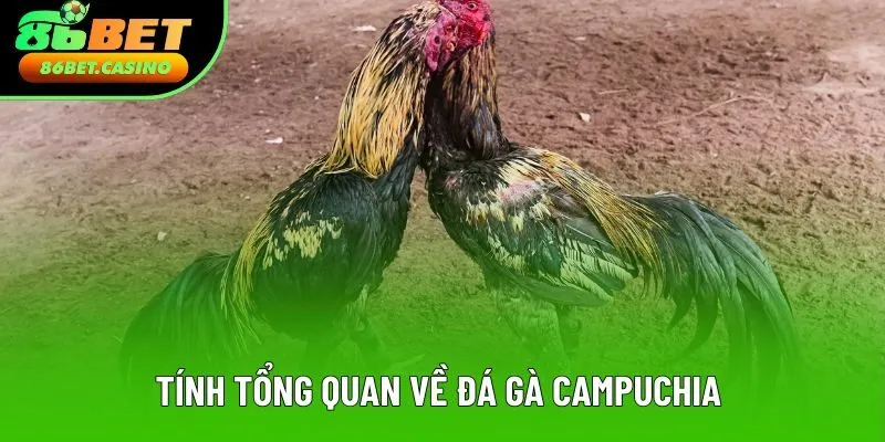 Tính tổng quan về đá gà Campuchia Tính tổng quan về đá gà Campuchia