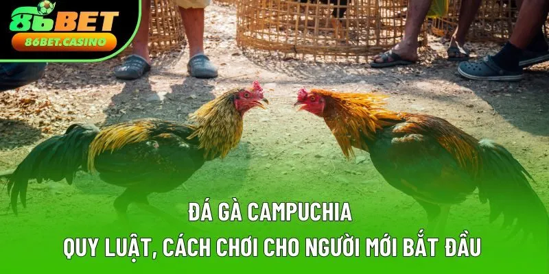 Đá Gà Campuchia | Quy Luật, Cách Chơi Cho Người Mới Bắt Đầu