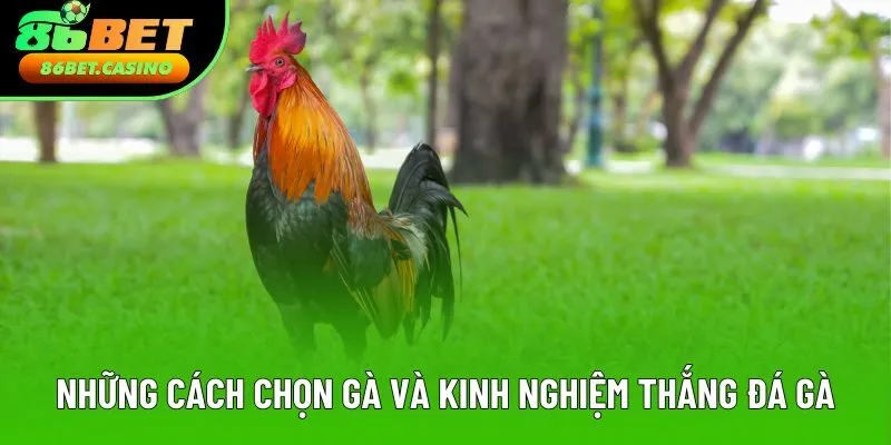 Những cách chọn gà và kinh nghiệm thắng đá gà Những cách chọn gà và kinh nghiệm thắng đá gà