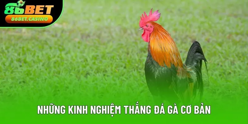 Những kinh nghiệm thắng đá gà, nguyên tắc cơ bản Những kinh nghiệm thắng đá gà, nguyên tắc cơ bản