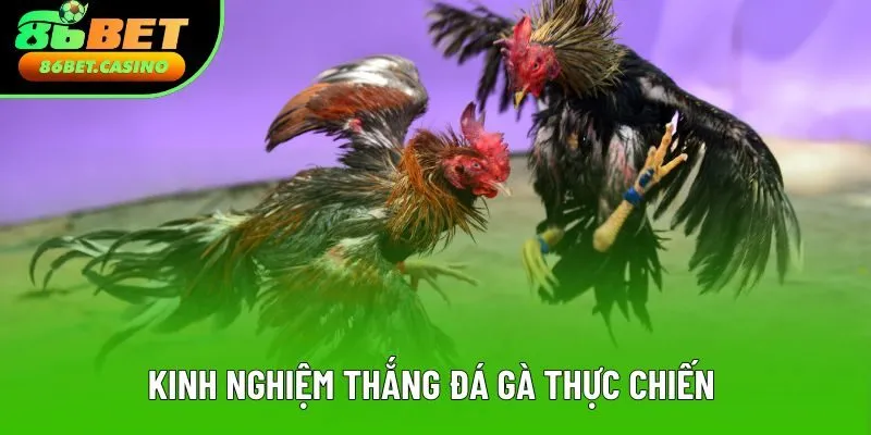 Kinh nghiệm thắng đá gà thực chiến tăng 80% chiến thắng Kinh nghiệm thắng đá gà thực chiến tăng 80% chiến thắng