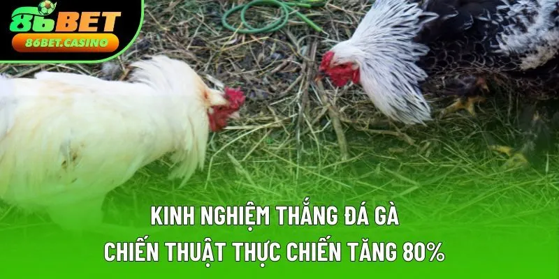 Kinh Nghiệm Thắng Đá Gà | Chiến Thuật Thực Chiến Tăng 80%